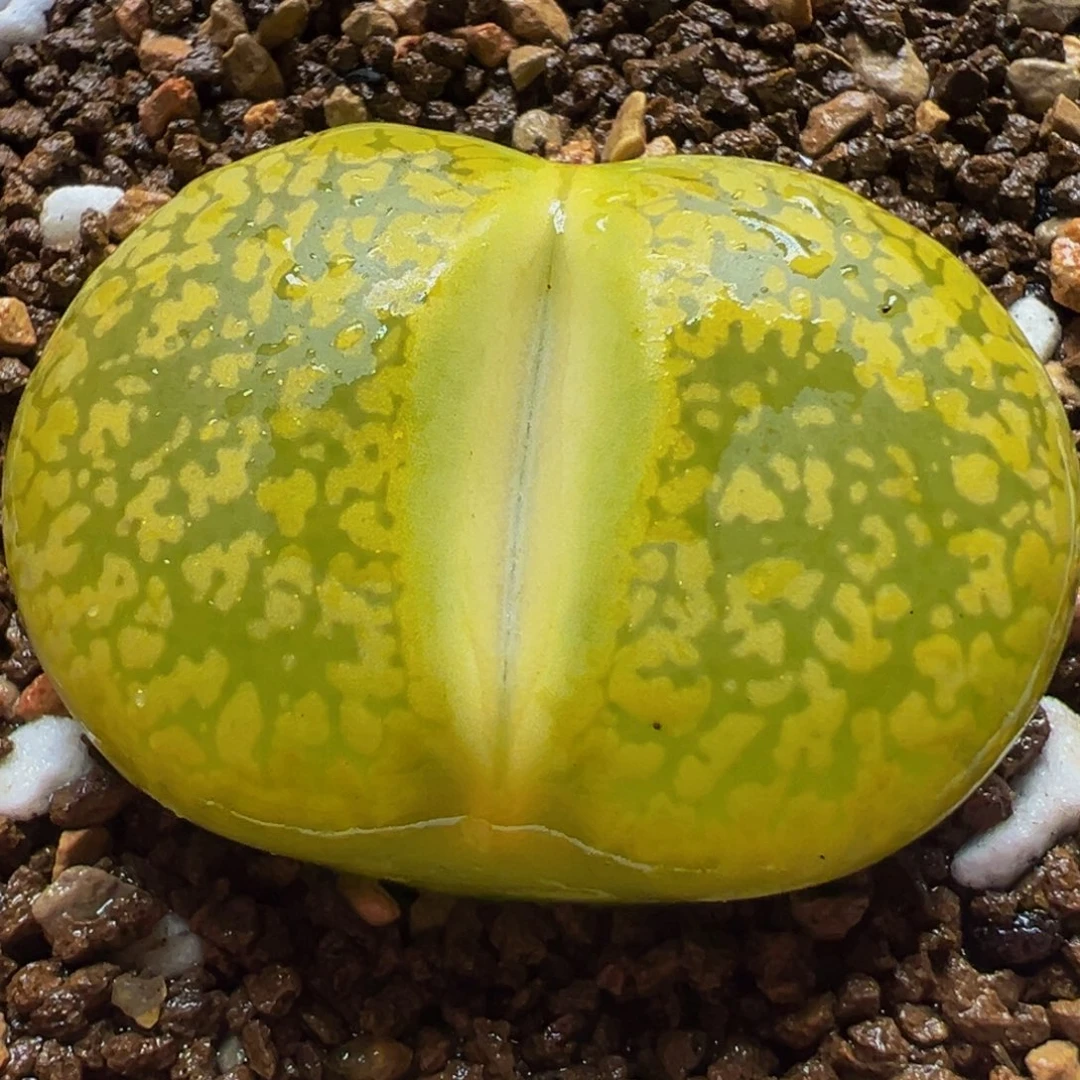 黄金日轮多肉植物带盆