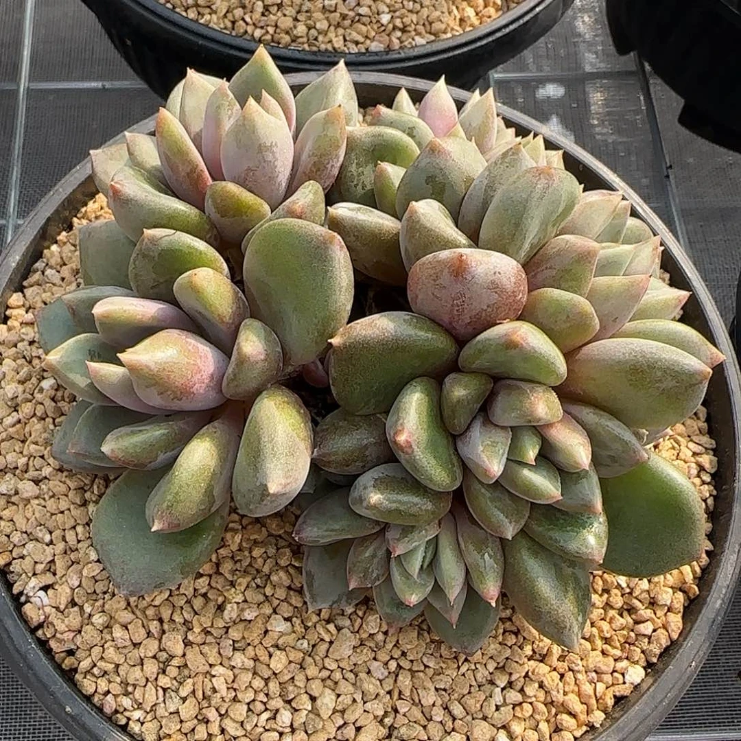 从前慢花园精选红象牙