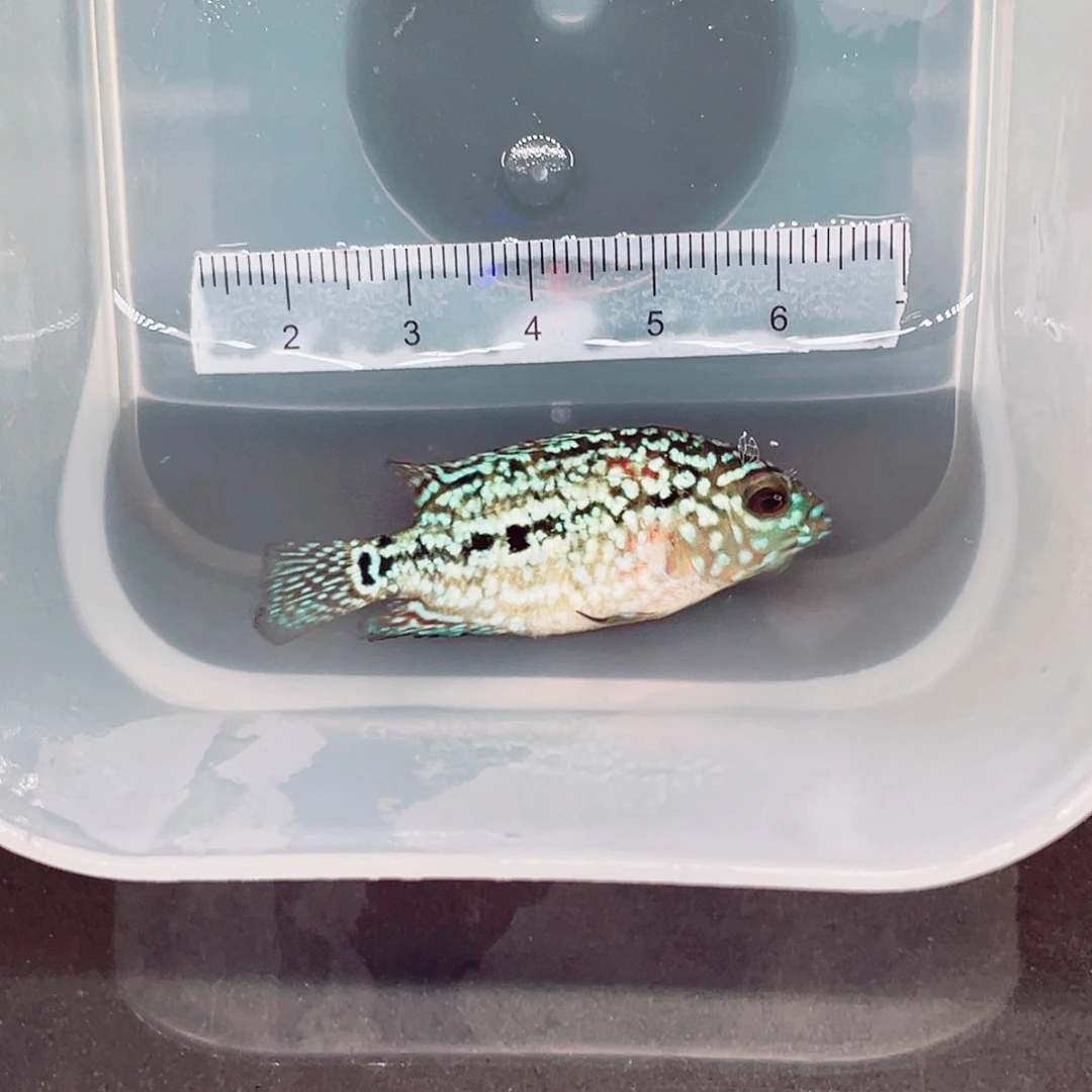 铭***栀罗汉鱼f2金花罗汉鱼苗一条