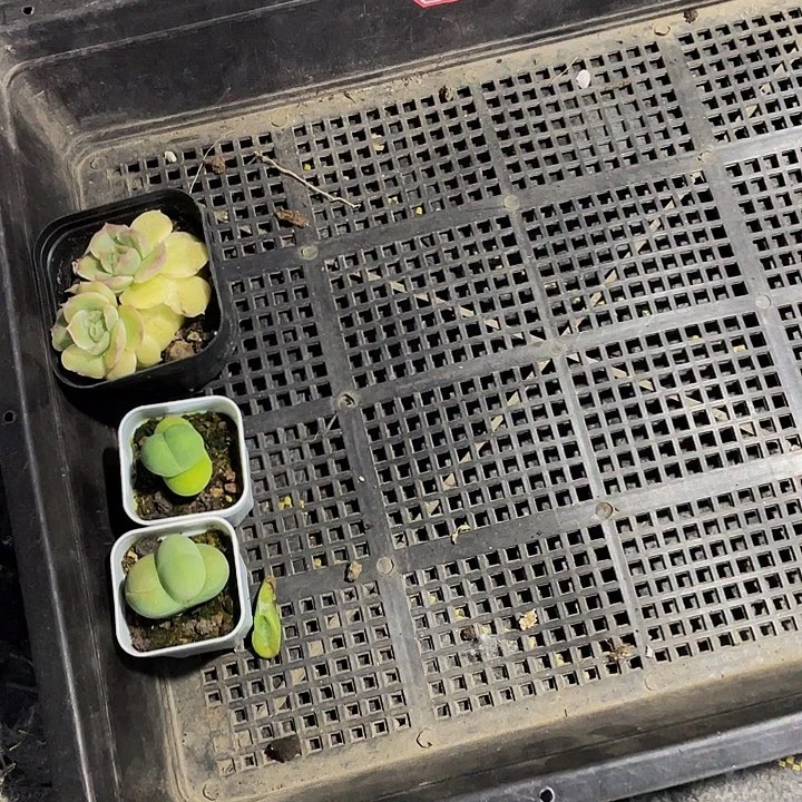 嘿***！50号筐带盆土发货