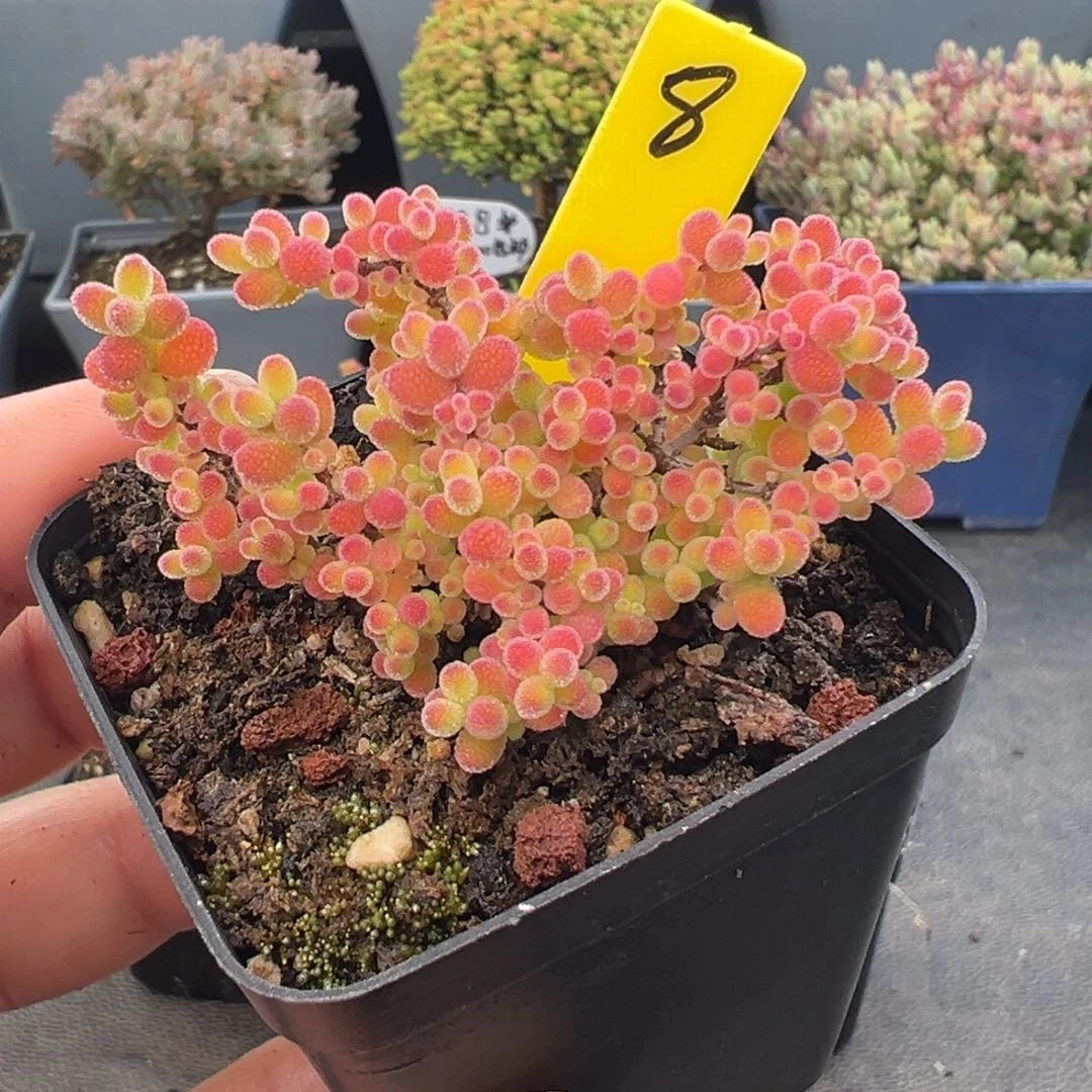 彩蜜橘8号5.5cm盆