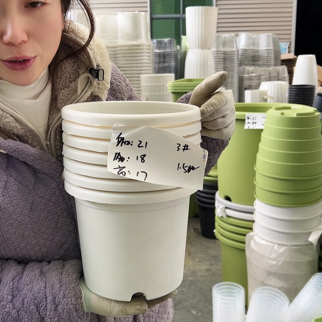 四季盆3#白色10个无托