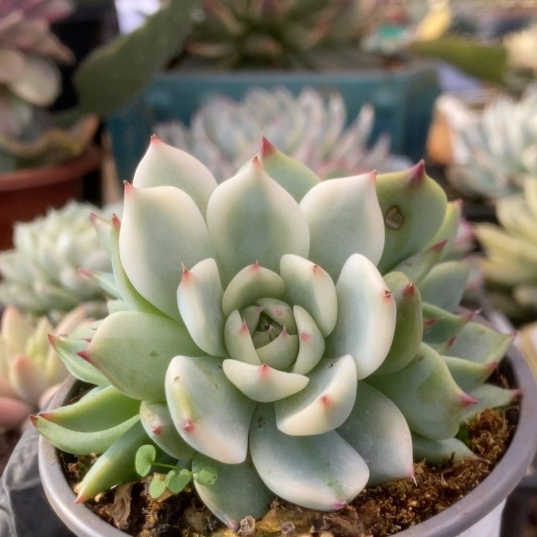 414锦锦锦锦锦锦锦锦