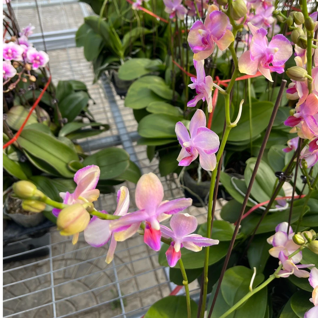 【花之漫】（梦幻水晶）3.0寸杯双剑蝴蝶兰花卉室内阳台桌面盆栽