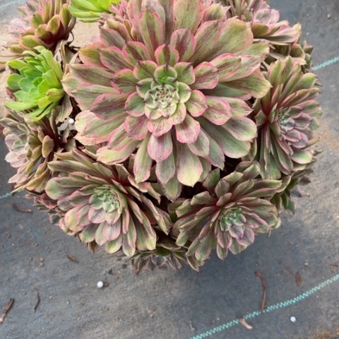 多肉植物花脸粉黛