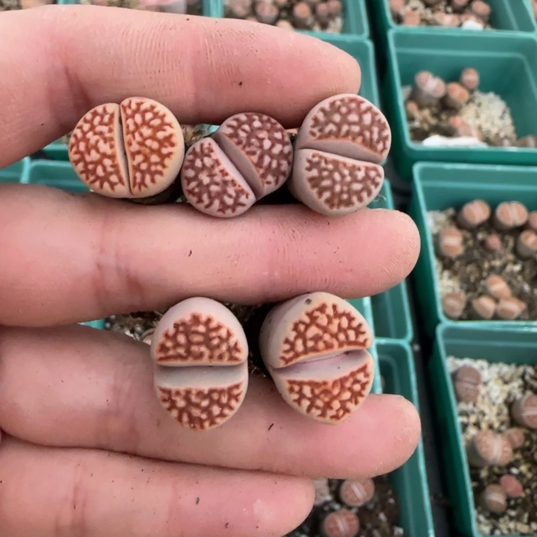 K***11.15。 爱萌红网纹生石花。8135