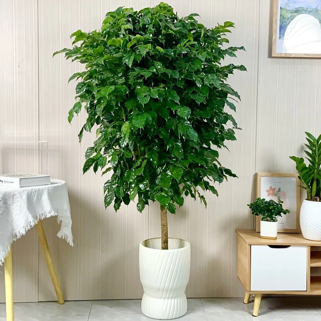 单杆棒棒糖幸福树大盆栽客厅净化空气办公室四季常青植物绿植盆景