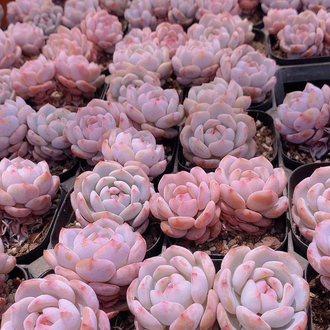 两颗星星橙356788999000