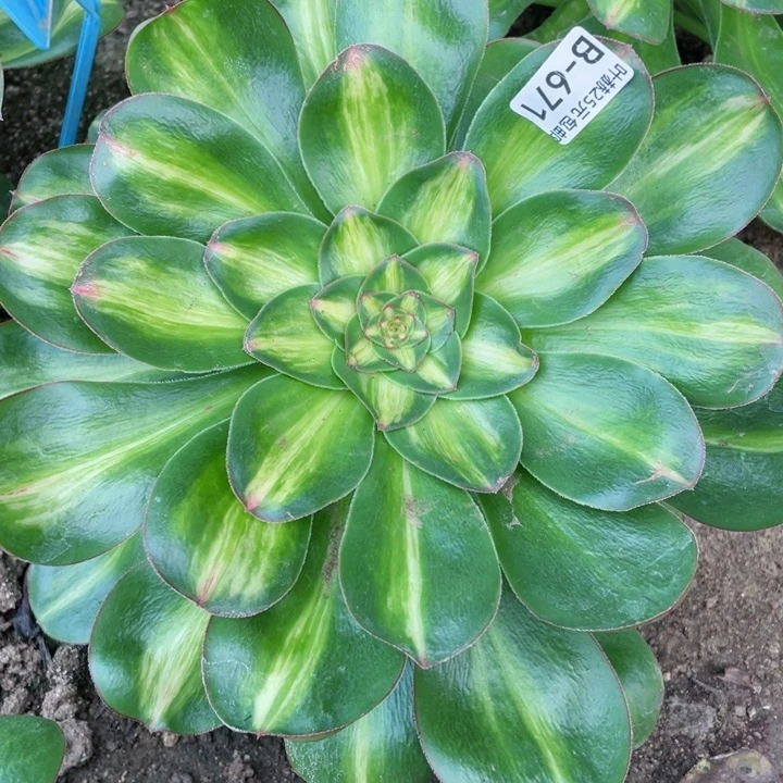 671艳资中班多肉12345678