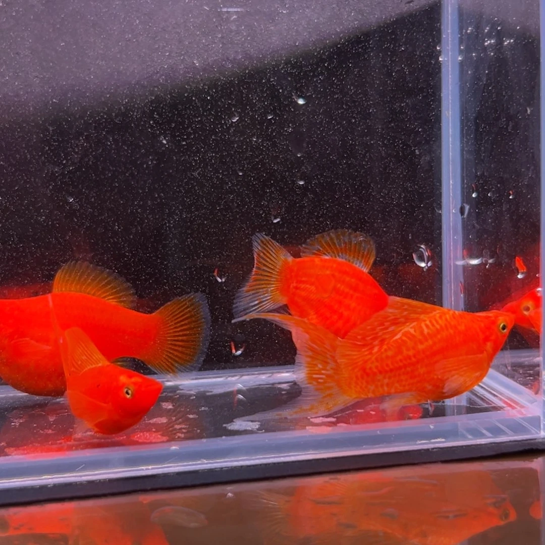孔雀鱼橙色玛丽一对备损一对