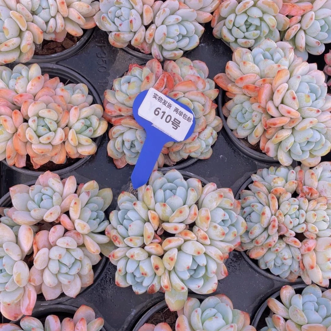 610号冷香老桩大群生四头起