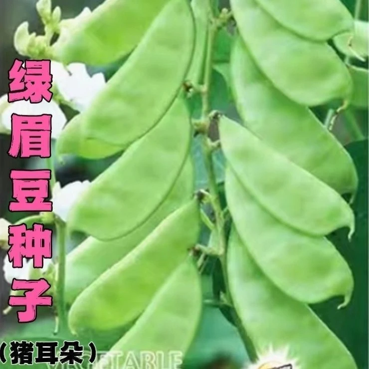 【绿眉豆种籽】一包也包邮