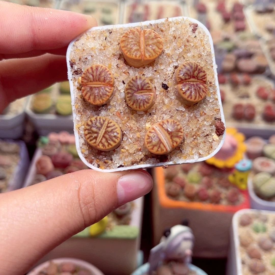 602号带盆包邮发货