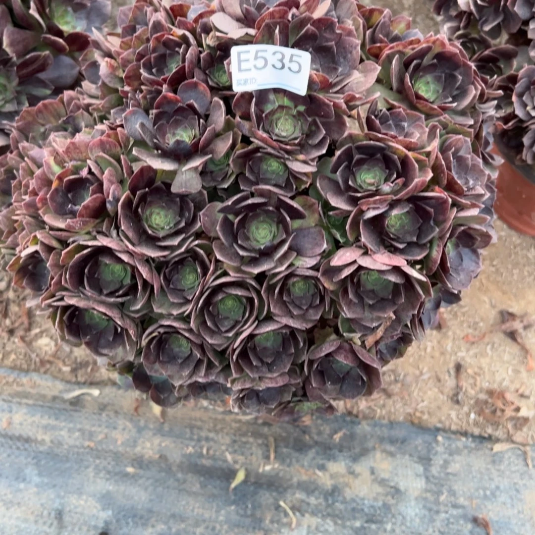 535黑魔多肉植物法师