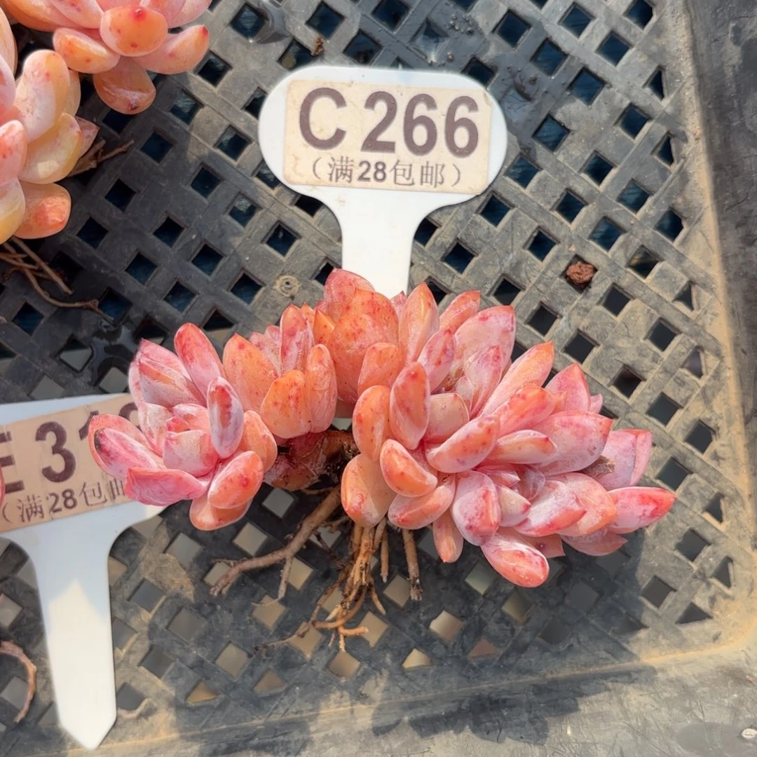 C266橙子一物一拍