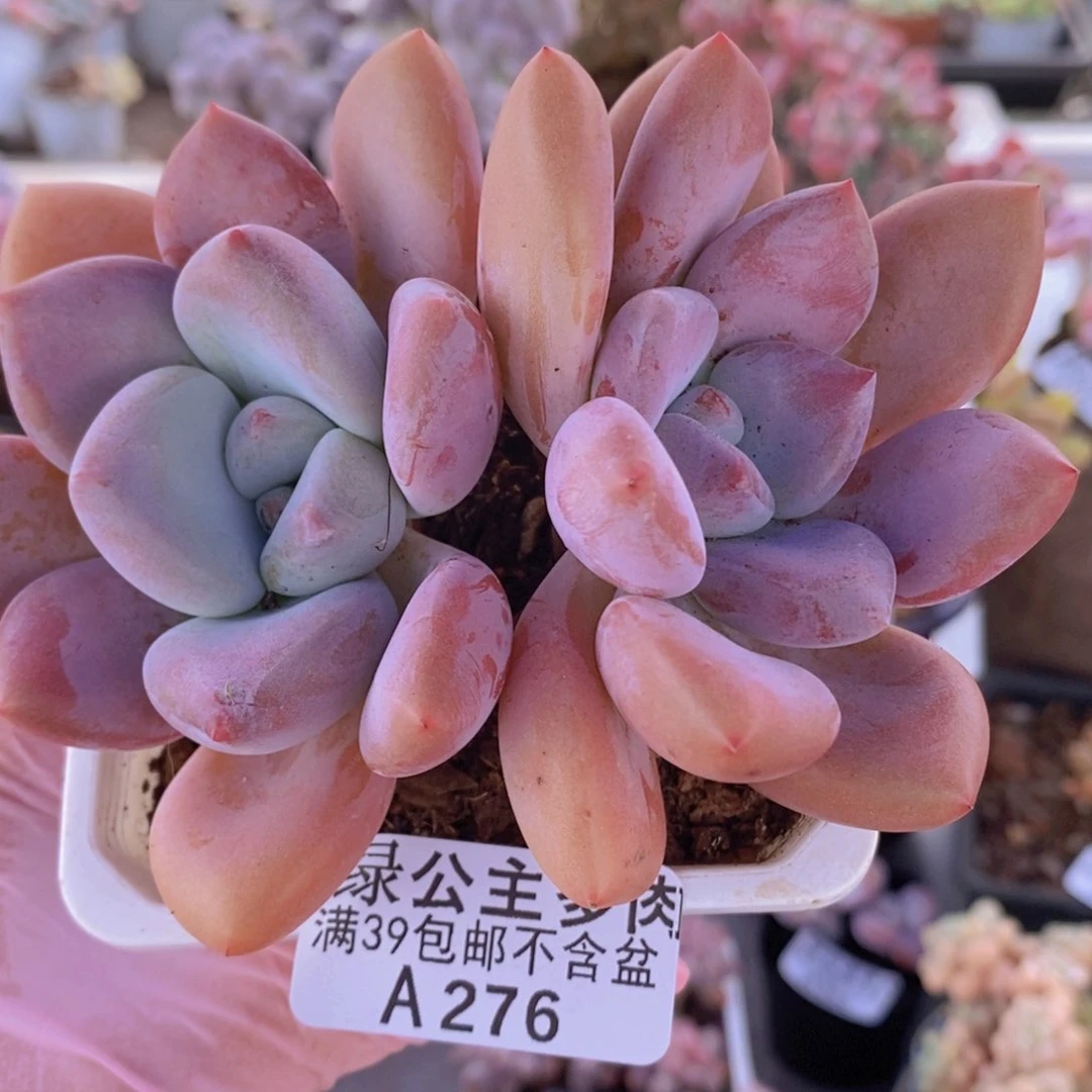 奥普琳娜11cm276多肉植物