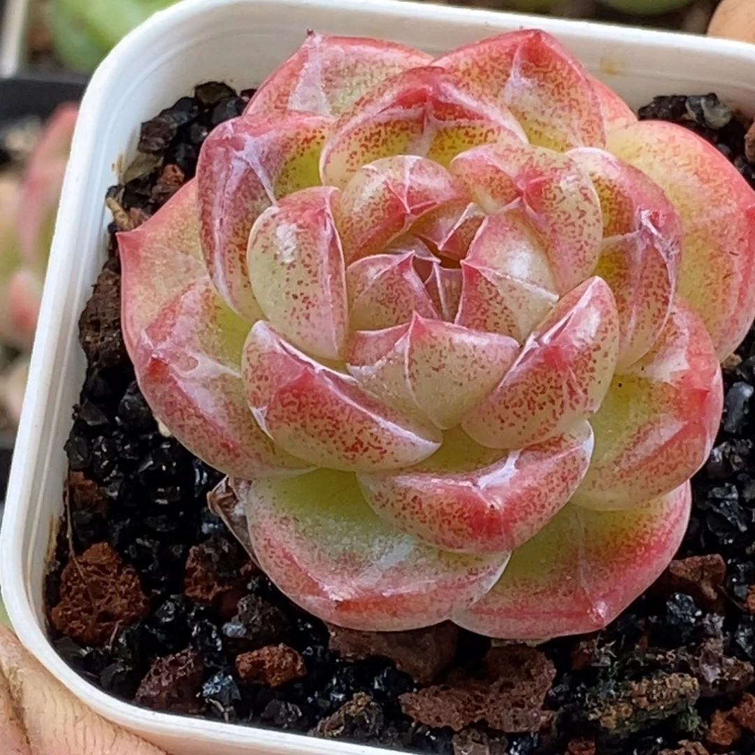 天官赐福百无禁忌