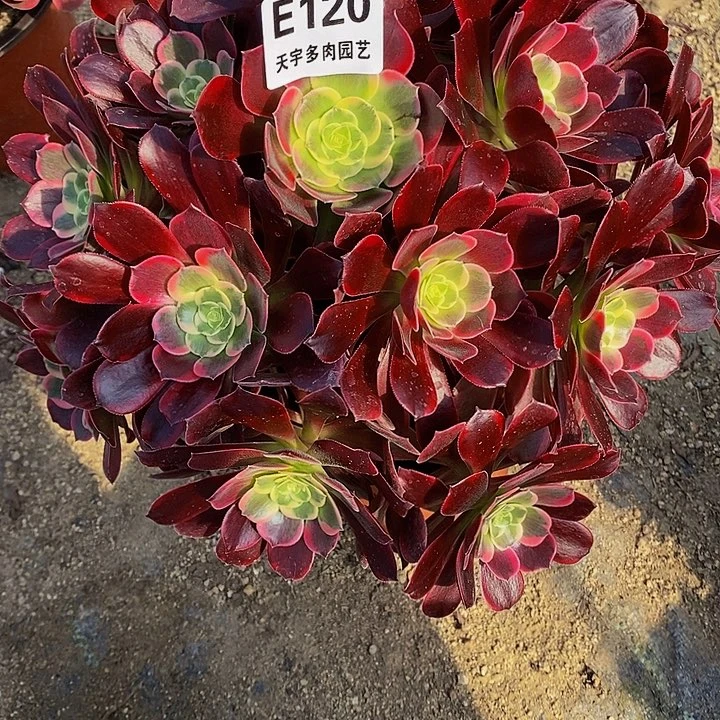 多肉蒙娜丽莎120多肉