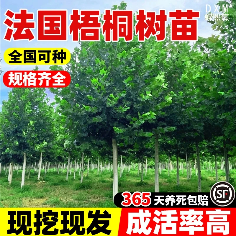 法国梧桐树苗法桐青桐南北方种植四季常青庭院景观悬铃木绿化苗木