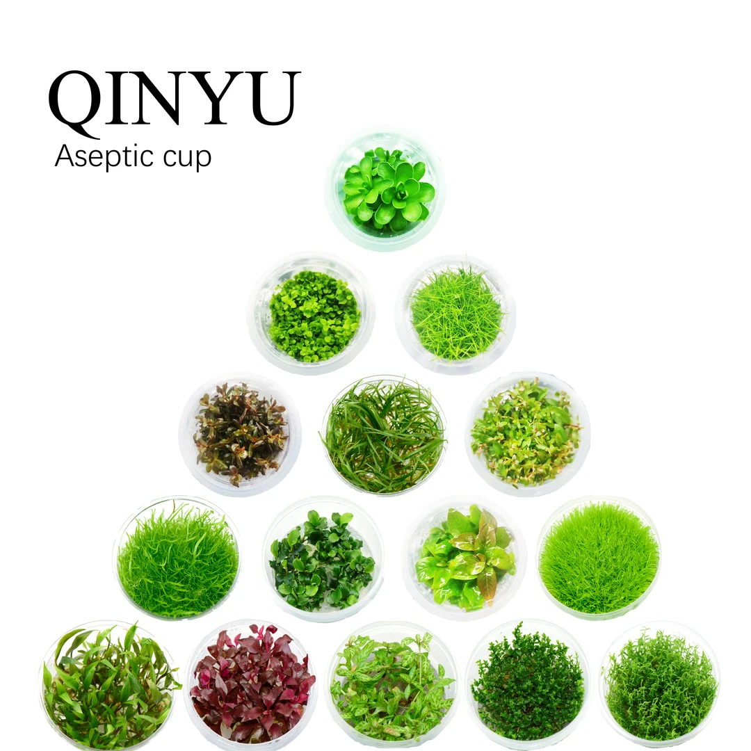 【新年特惠】无菌杯水草特惠 需细沙水草泥种植