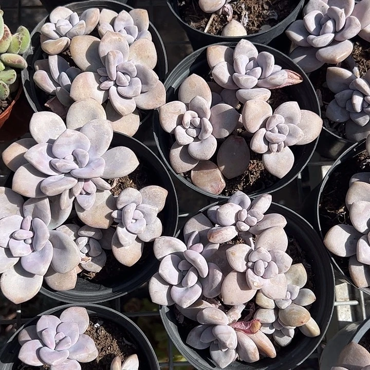 桃爽多肉植物精品