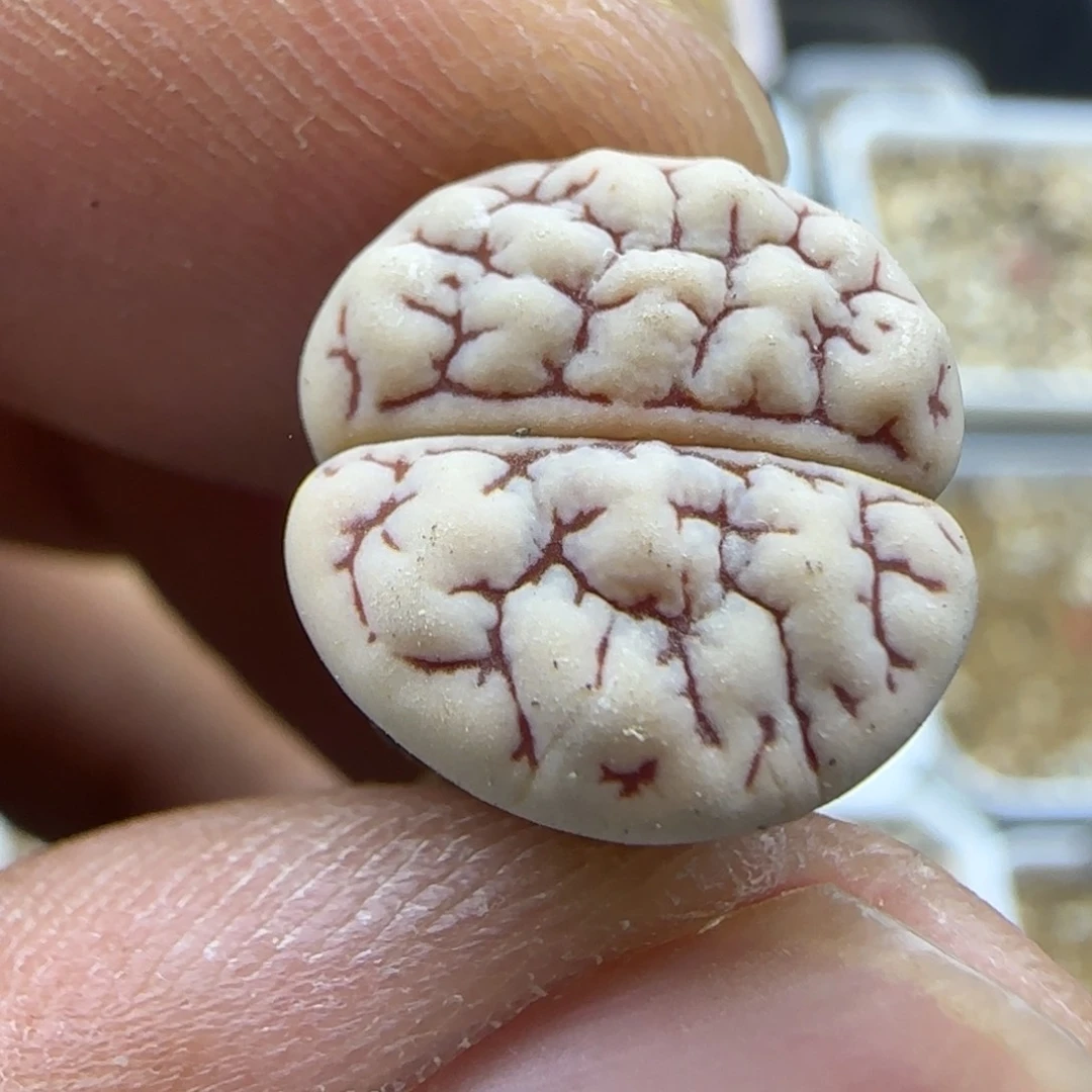 381 生石花大棚直播