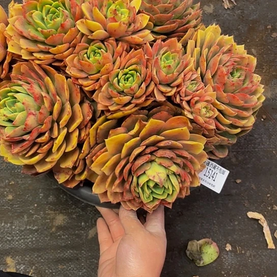 文*贝拉15141多肉