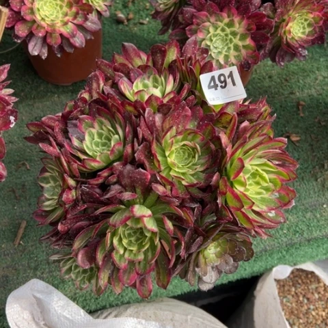 ?*?491锦画朵朵多肉