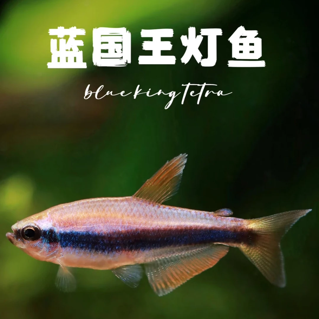 新奇萌宠！蓝国王灯科鱼·蓝色系嘎嘎便宜的鱼·无开箱不售后❗️