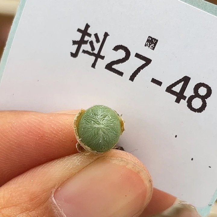 27-48斯蒂芬毛球多肉植物