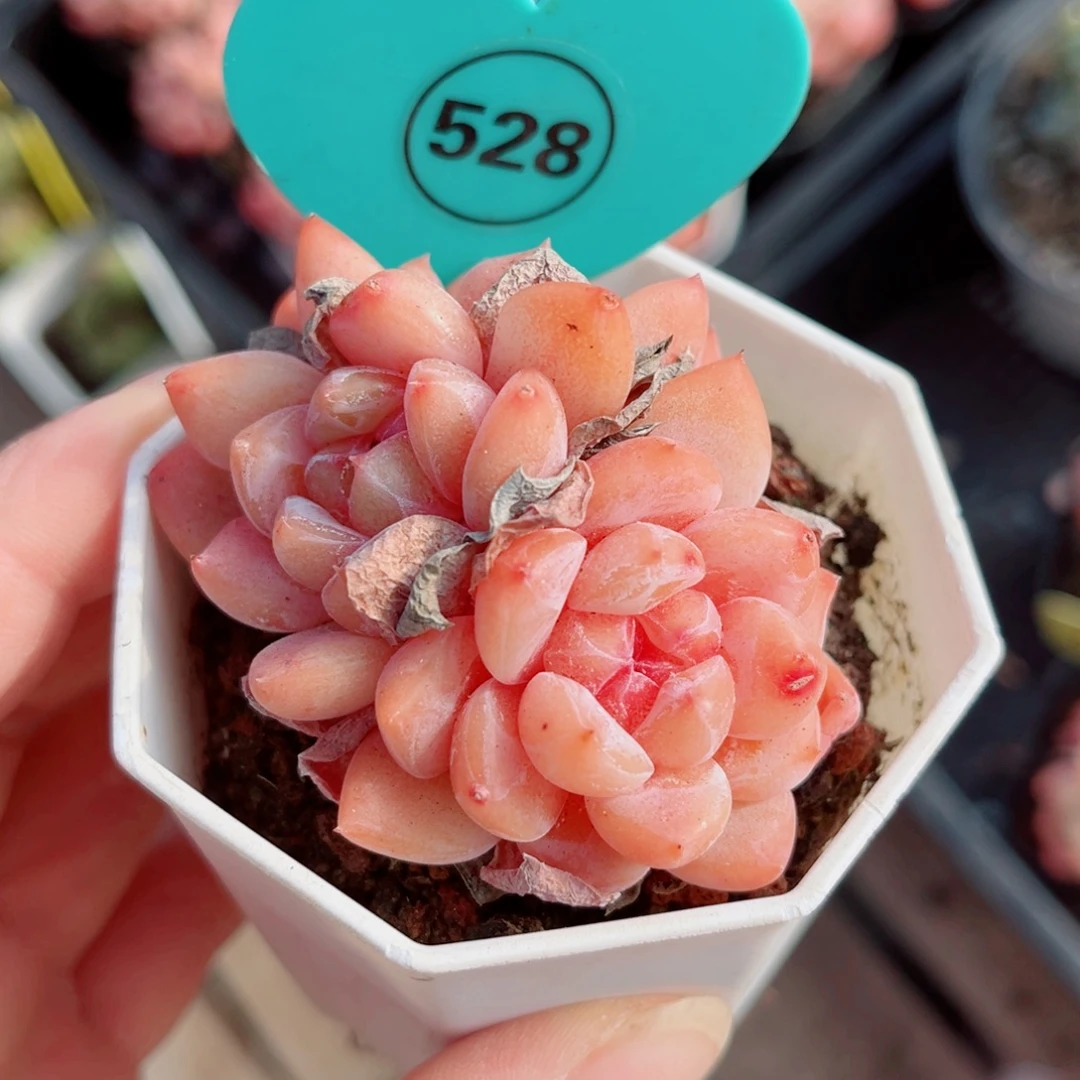 528号小老桩糖心群