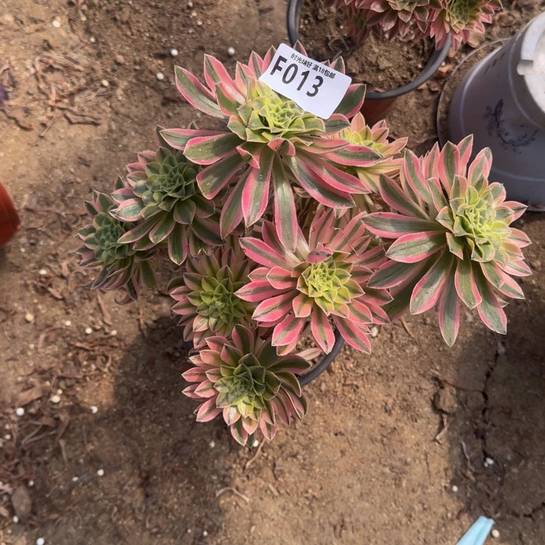 013夕颜多肉植物