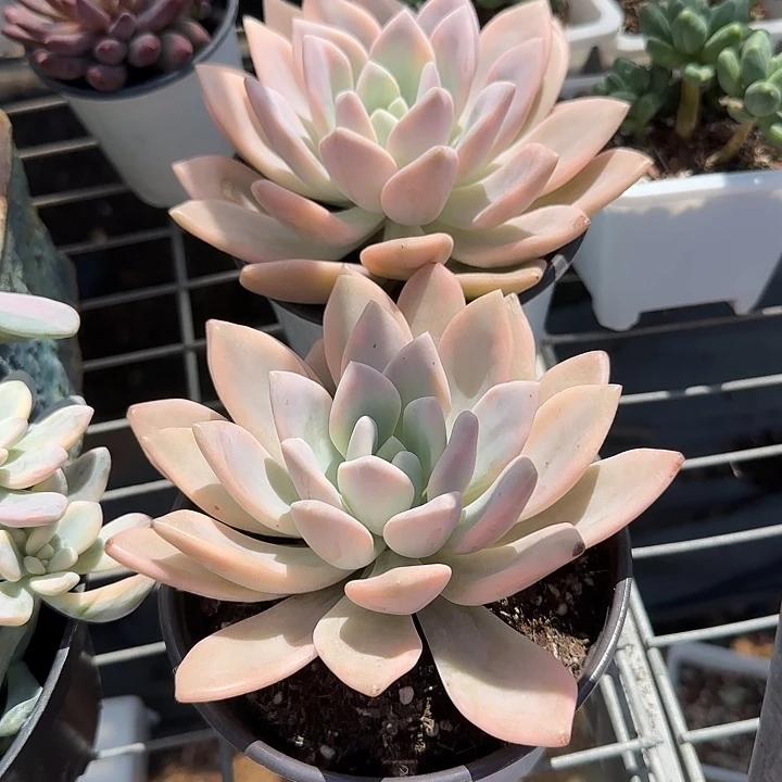 ****伱青蛙王子儿童牙膏套装。