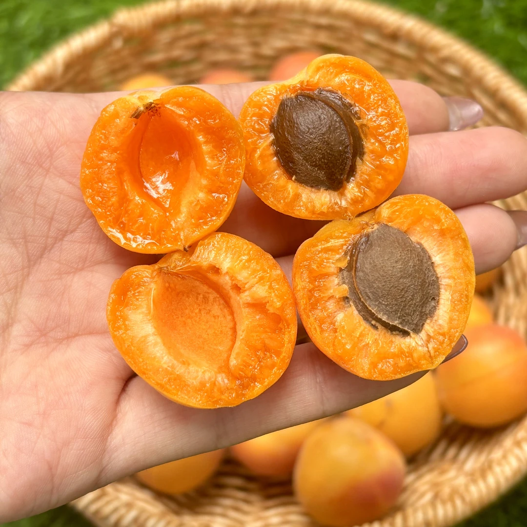 小红杏新疆四团果肉软糯紧实蜜香浓郁吊干杏的鲜果一杏二吃