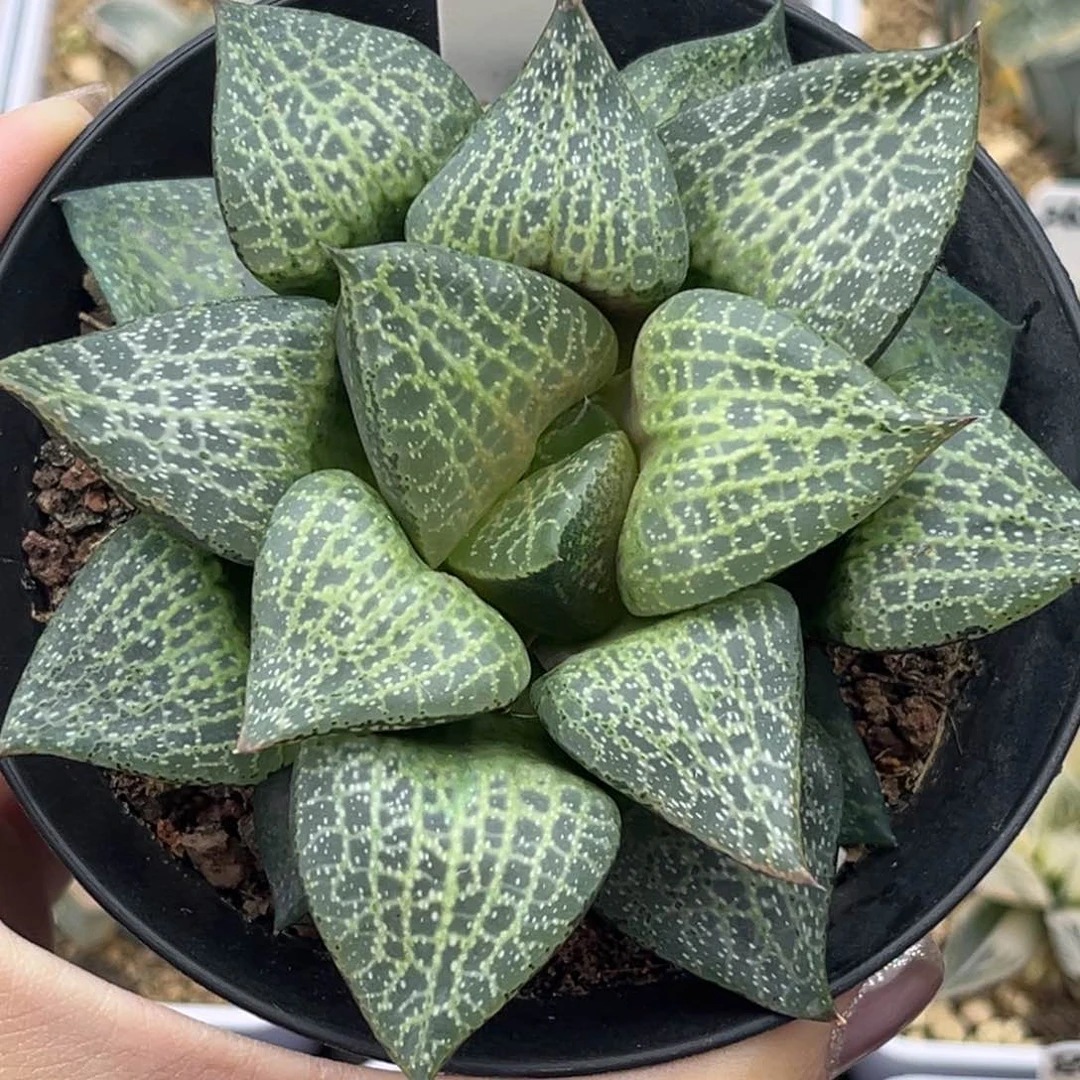 39白金康平十二卷多肉