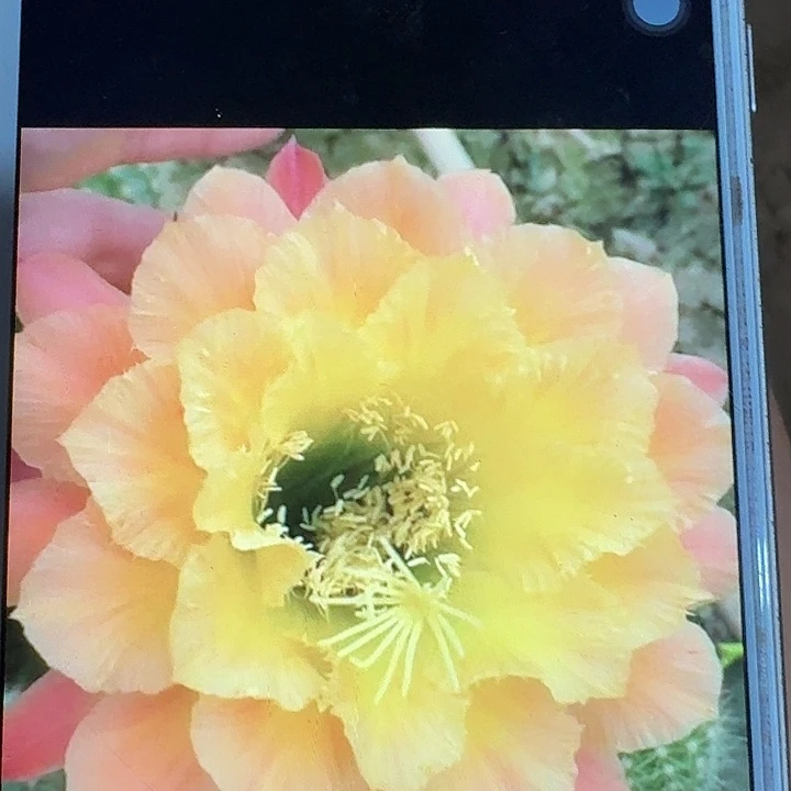 歪歪侧芽5公分左右毛花柱