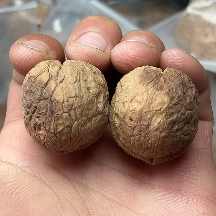 文玩核桃把件6号花彩圆球37尺