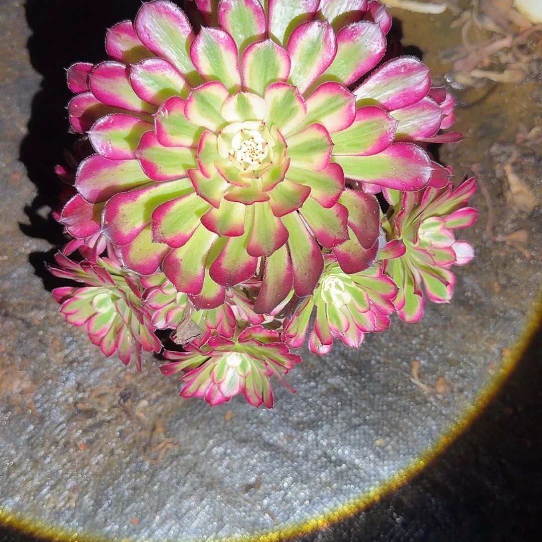 多肉法师红铜超白，偏远地区顺丰到付