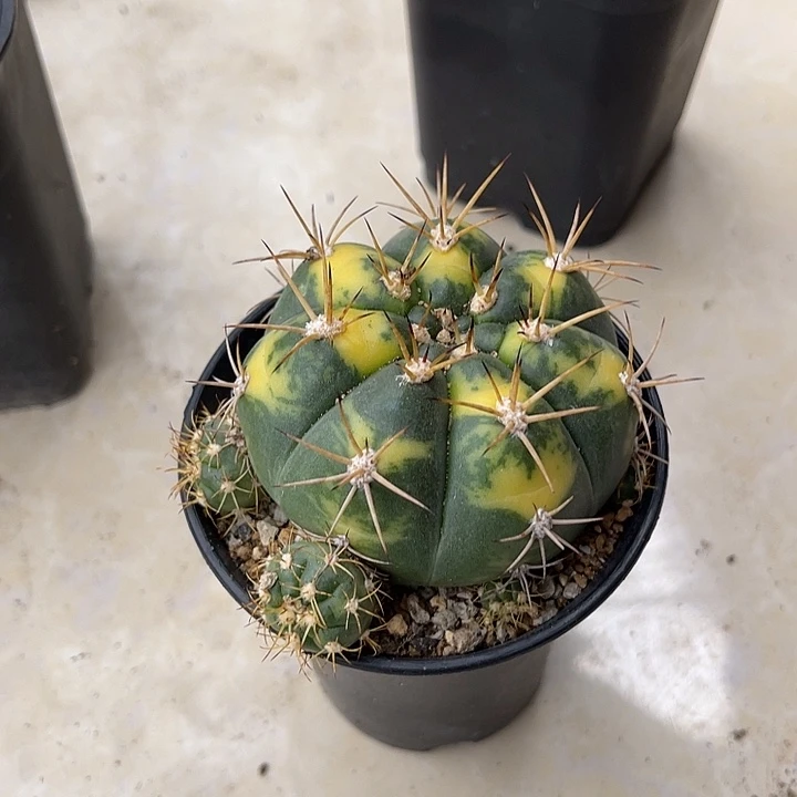 无花朵实生良宽锦仙人球