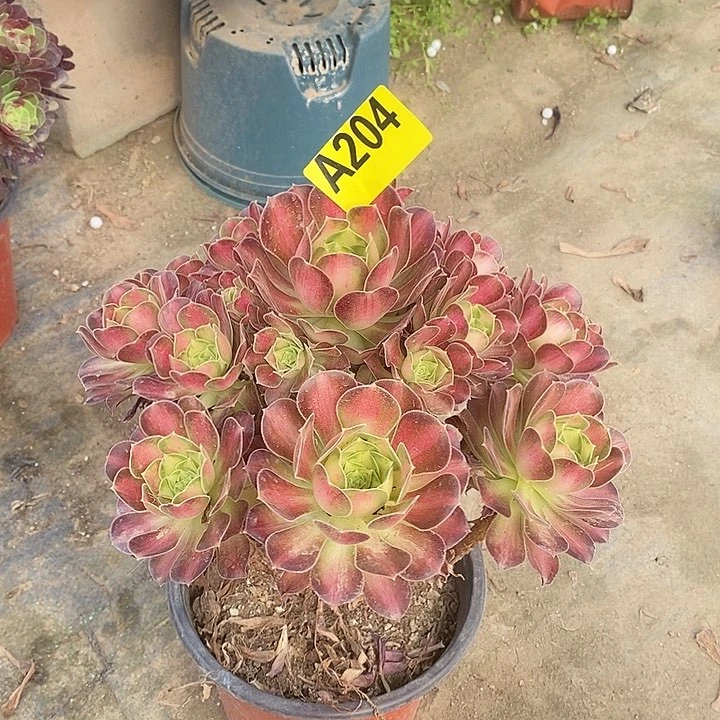 韶华多肉法师204