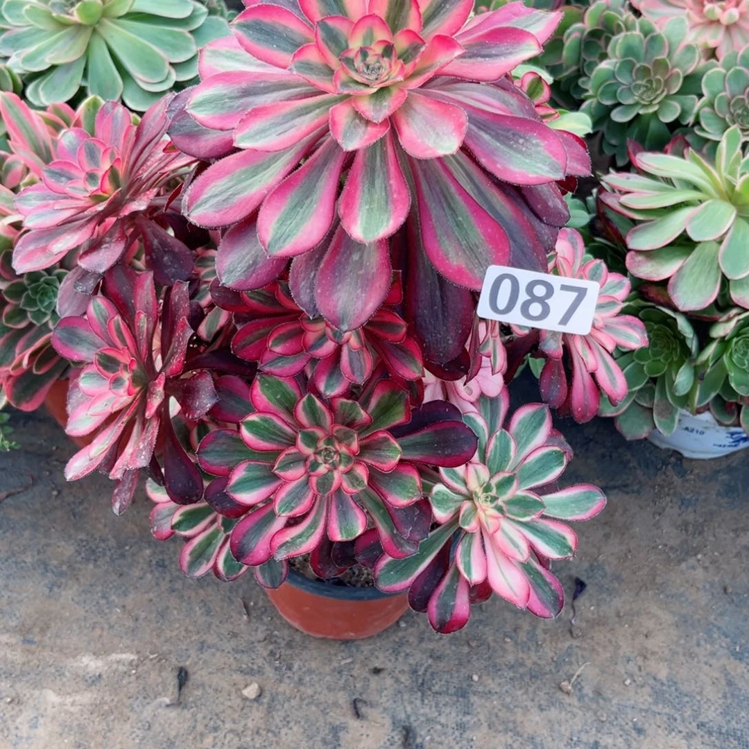 087香奈儿优选多肉植物