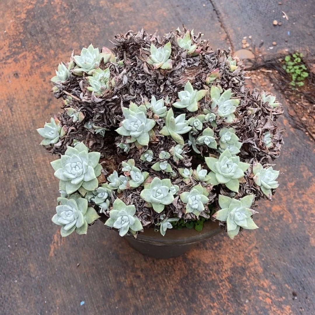 福利潜力股多肉植物