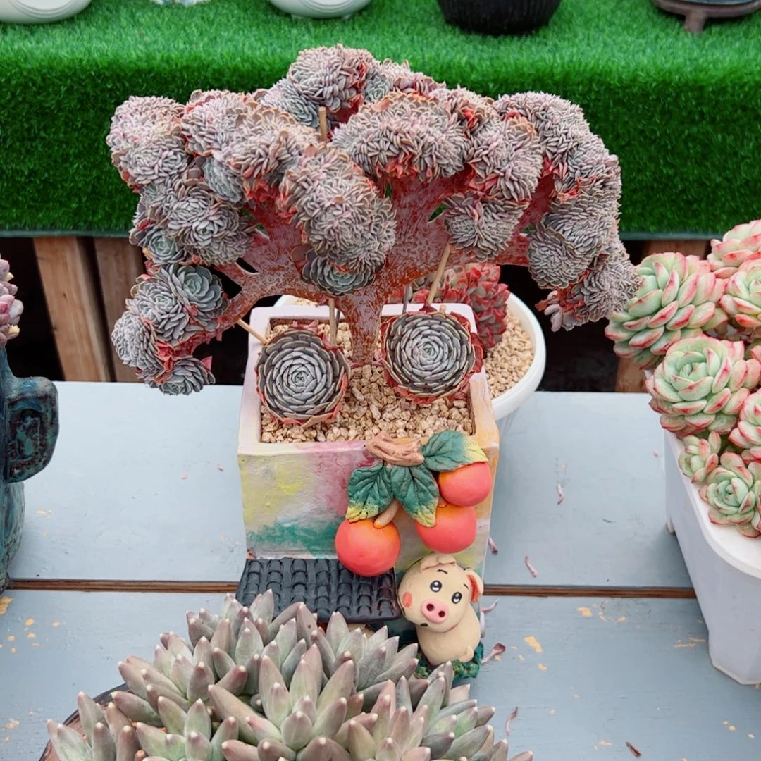 涛*多肉植物多肉植物