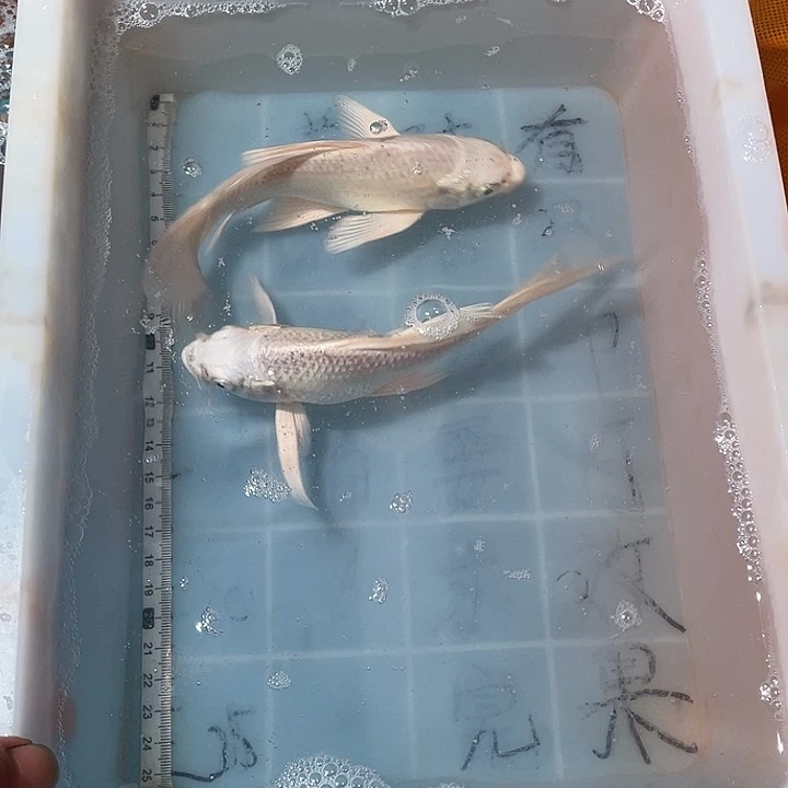 蝴蝶鲤鱼渔场直发72