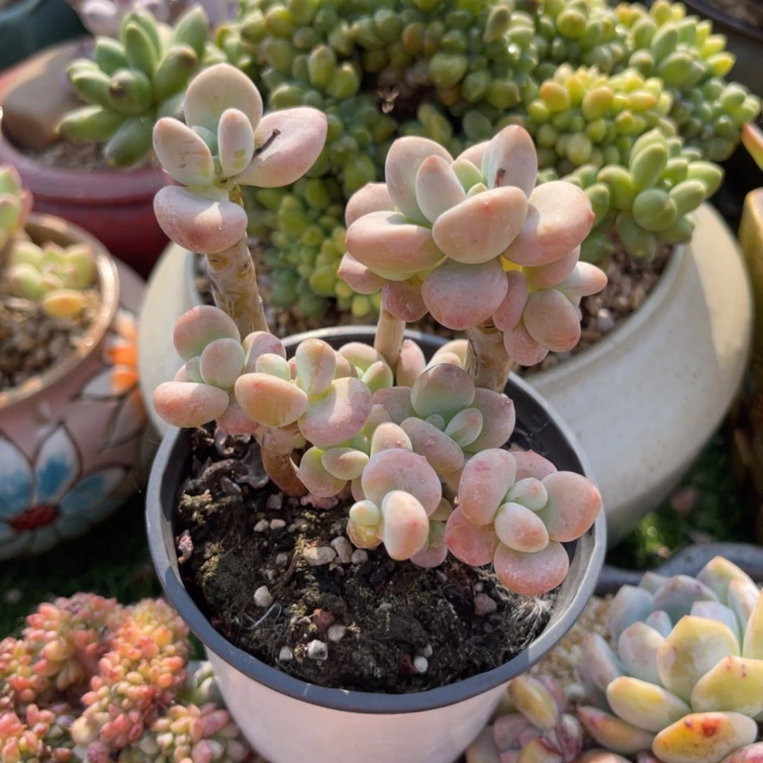 多肉植物一物一拍