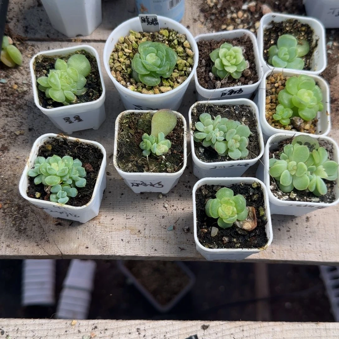 来***翅合计10盆盆一个满25包邮
