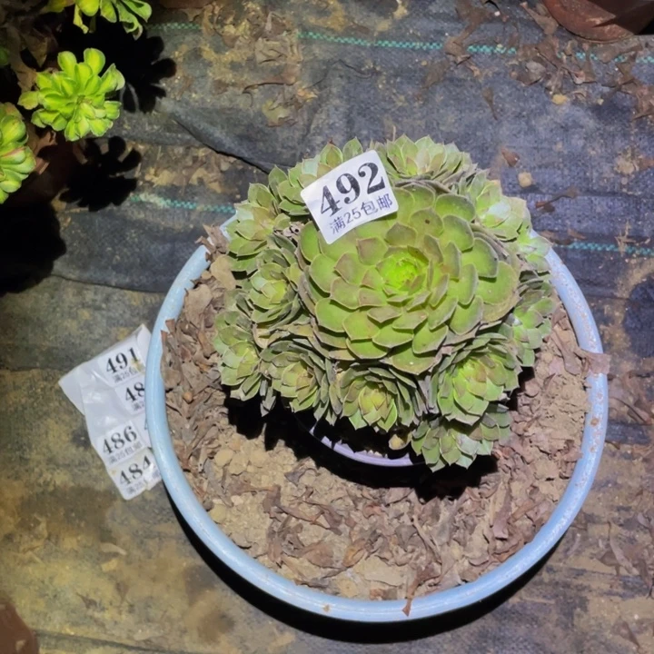 红魔多肉植物多肉