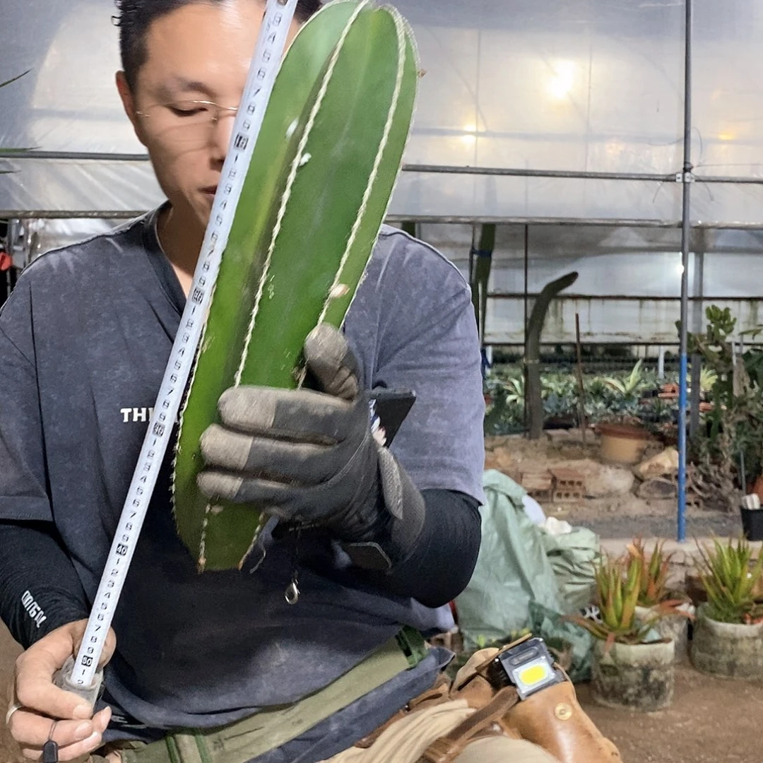 现砍白云阁40-50公分量拍