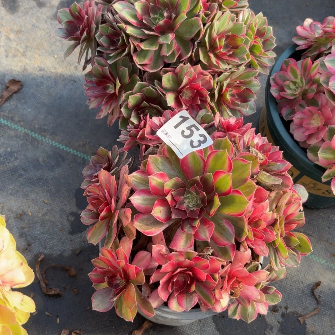 153黑膜锦多肉植物发货