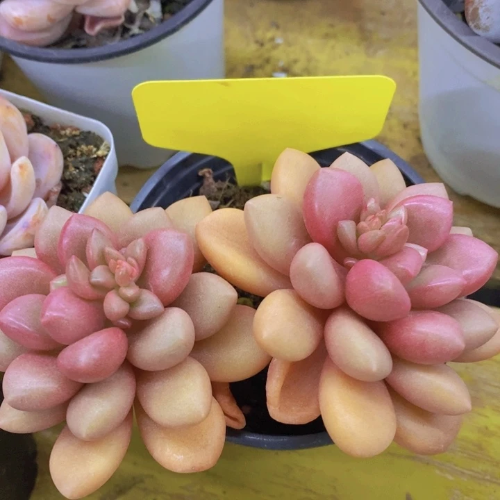 开心多肉，一物一拍